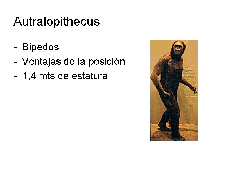 Autralopithecus - Bípedos - Ventajas de la posición - 1, 4 mts de estatura