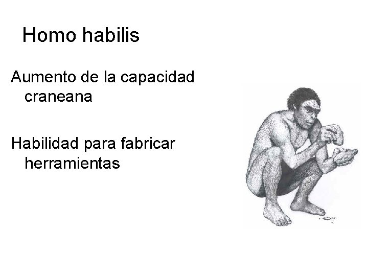 Homo habilis Aumento de la capacidad craneana Habilidad para fabricar herramientas 