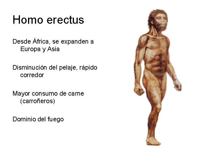 Homo erectus Desde África, se expanden a Europa y Asia Disminución del pelaje, rápido