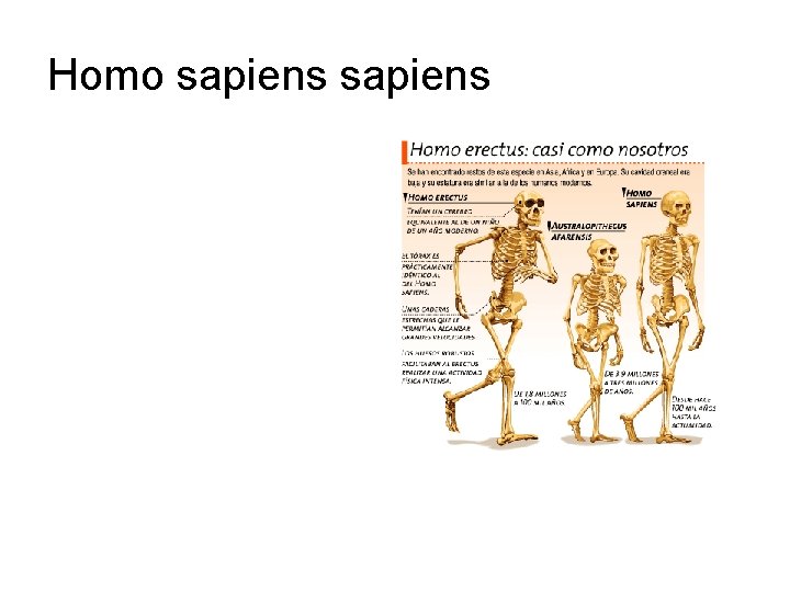 Homo sapiens 