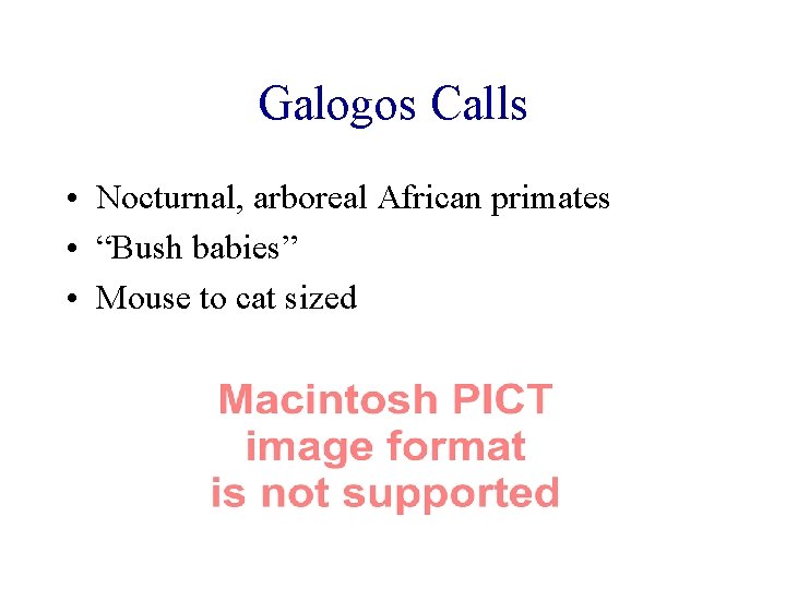 Galogos Calls • Nocturnal, arboreal African primates • “Bush babies” • Mouse to cat