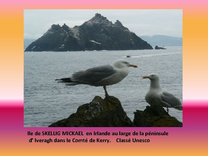 Ile de SKELLIG MICKAEL en Irlande au large de la péninsule d’ Iveragh dans