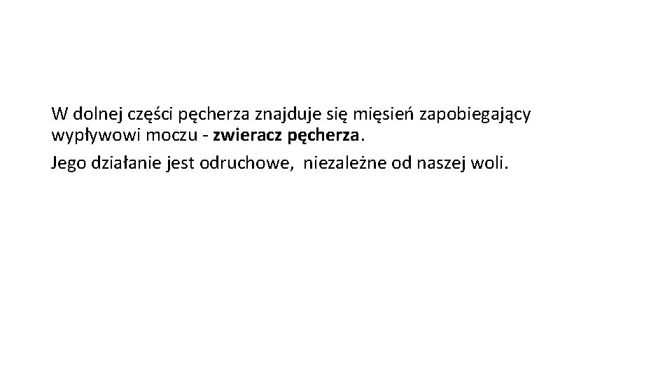 W dolnej części pęcherza znajduje się mięsień zapobiegający wypływowi moczu - zwieracz pęcherza. Jego