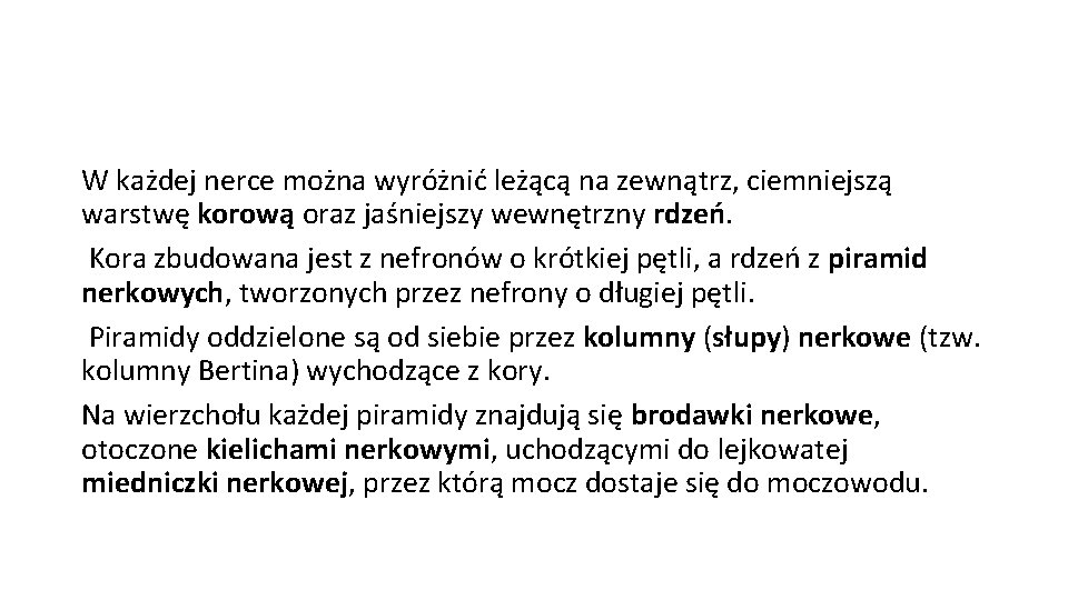 W każdej nerce można wyróżnić leżącą na zewnątrz, ciemniejszą warstwę korową oraz jaśniejszy wewnętrzny