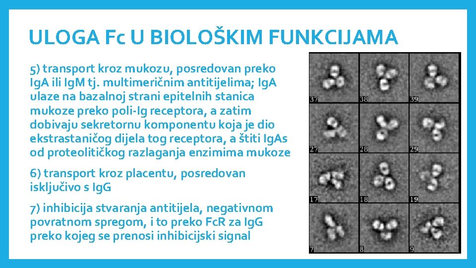 ULOGA Fc U BIOLOŠKIM FUNKCIJAMA 5) transport kroz mukozu, posredovan preko Ig. A ili