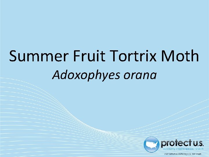 Summer Fruit Tortrix Moth Adoxophyes orana 