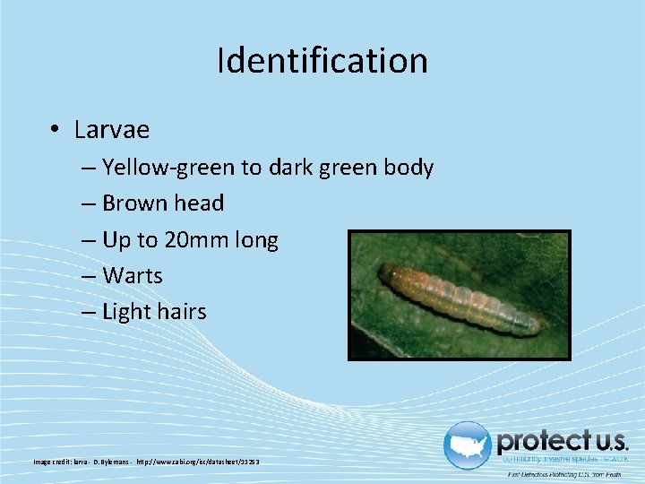 Identification • Larvae – Yellow-green to dark green body – Brown head – Up