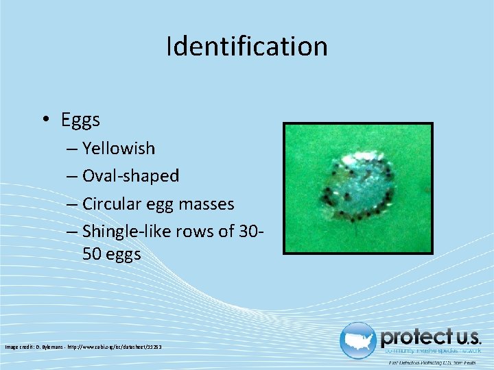 Identification • Eggs – Yellowish – Oval-shaped – Circular egg masses – Shingle-like rows