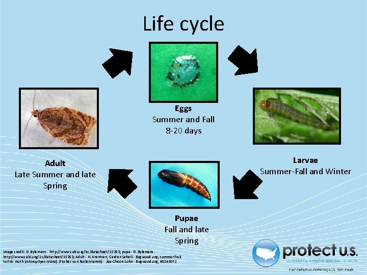 Life cycle Eggs Summer and Fall 8 -20 days Larvae Summer-Fall and Winter Adult