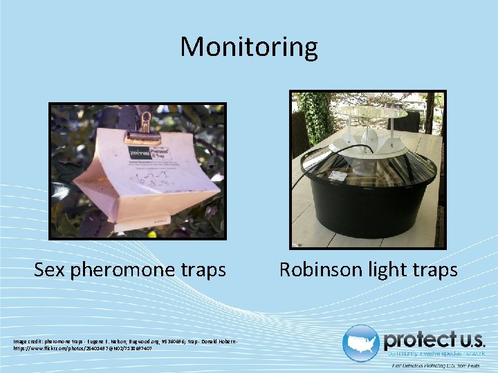 Monitoring Sex pheromone traps Image credit: pheromone traps - Eugene E. Nelson, Bugwood. org,
