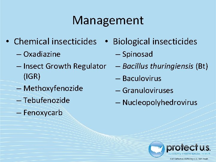 Management • Chemical insecticides • Biological insecticides – Oxadiazine – Insect Growth Regulator (IGR)