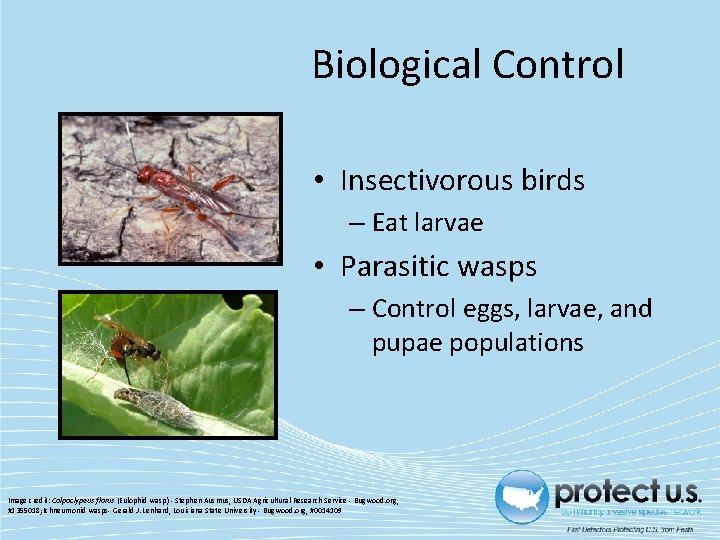 Biological Control • Insectivorous birds – Eat larvae • Parasitic wasps – Control eggs,