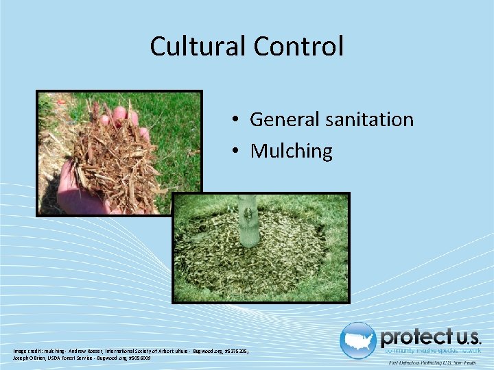 Cultural Control • General sanitation • Mulching Image credit: mulching - Andrew Koeser, International
