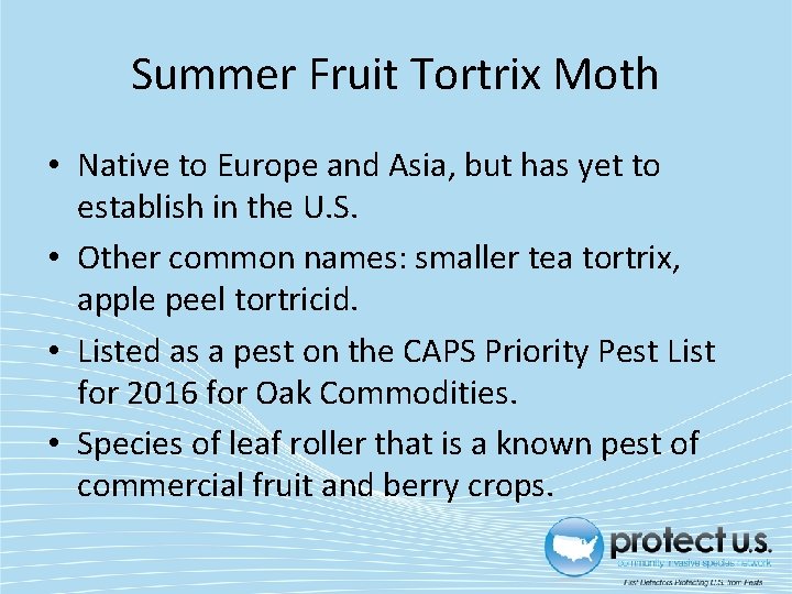 Summer Fruit Tortrix Moth • Native to Europe and Asia, but has yet to