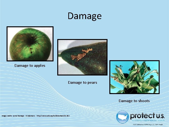 Damage to apples Damage to pears Damage to shoots Image credits: Larval Damage -