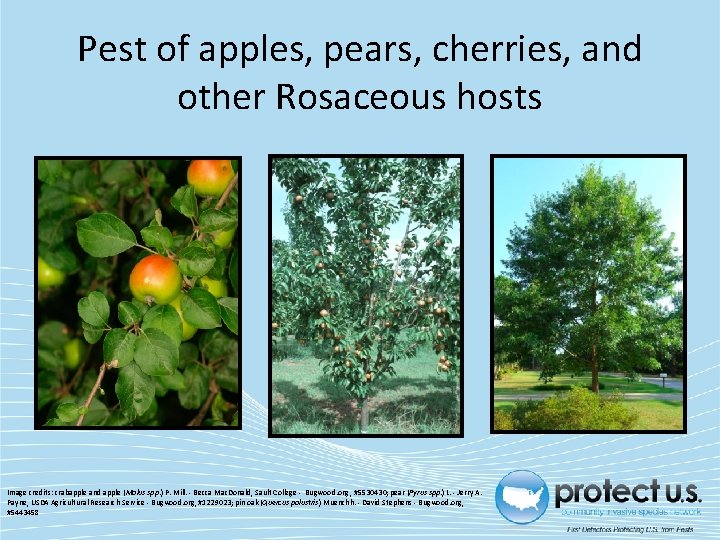 Pest of apples, pears, cherries, and other Rosaceous hosts Image credits: crabapple and apple