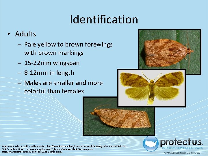 Identification • Adults – Pale yellow to brown forewings with brown markings – 15