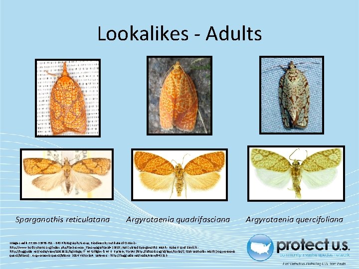 Lookalikes - Adults Sparganothis reticulatana Argyrotaenia quadrifasciana Image credit: CCDB-22978 -F 11 - BIO