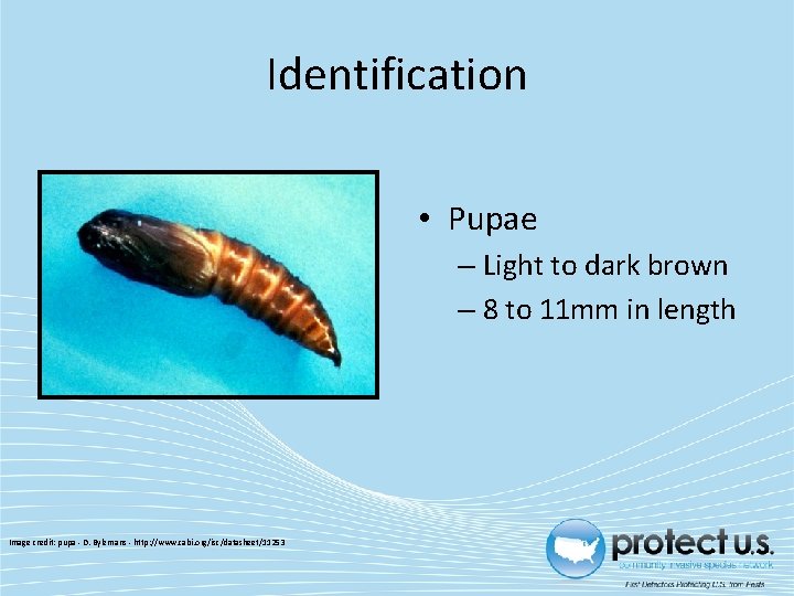 Identification • Pupae – Light to dark brown – 8 to 11 mm in