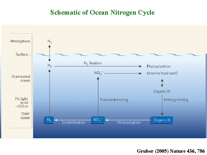 Schematic of Ocean Nitrogen Cycle Gruber (2005) Nature 436, 786 