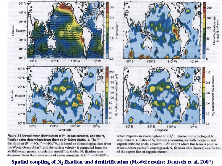 Spatial coupling of N 2 fixation and denitrification (Model results; Deutsch et al, 2007)