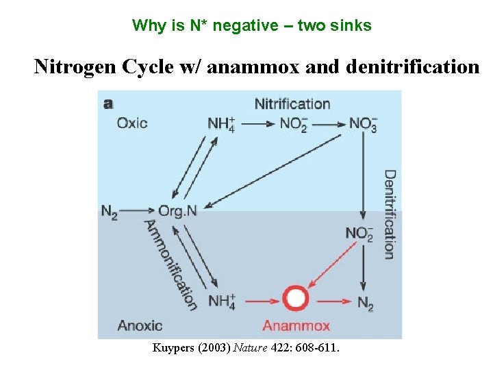 Why is N* negative – two sinks Nitrogen Cycle w/ anammox and denitrification Kuypers