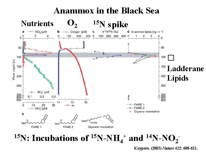 Anammox in the Black Sea 15 N spike O 2 Nutrients � Ladderane Lipids
