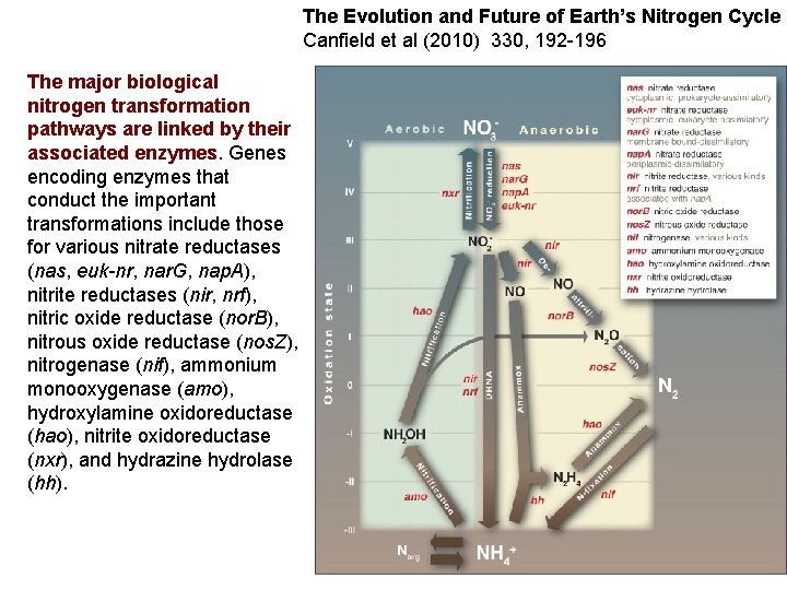 The Evolution and Future of Earth’s Nitrogen Cycle Canfield et al (2010) 330, 192