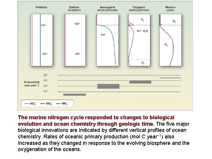 The marine nitrogen cycle responded to changes to biological evolution and ocean chemistry through