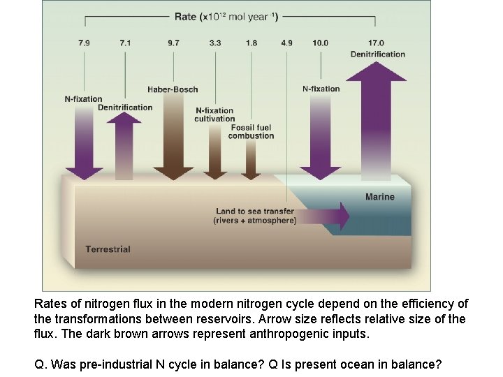 Rates of nitrogen flux in the modern nitrogen cycle depend on the efficiency of