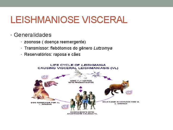 LEISHMANIOSE VISCERAL • Generalidades • zoonose ( doença reemergente) • Transmissor: flebótomos do gênero