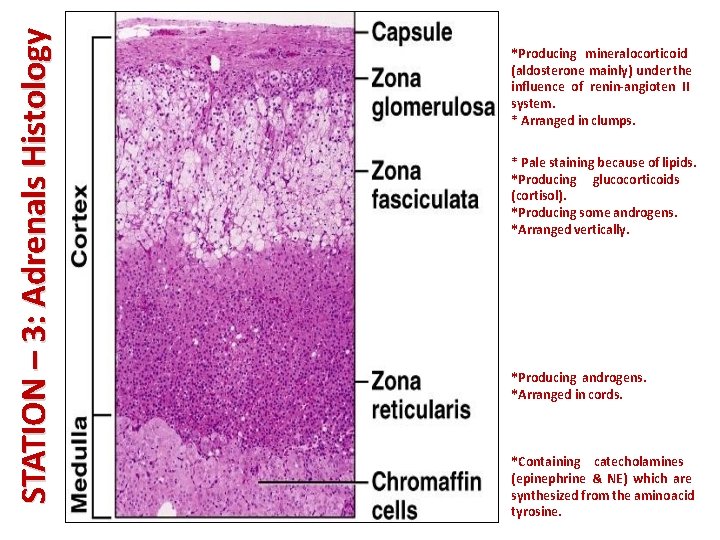 STATION – 3: Adrenals Histology STATION - 3 *Producing mineralocorticoid (aldosterone mainly) under the