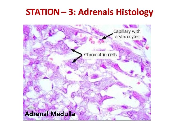 STATION – 3: Adrenals Histology Adrenal Medulla 