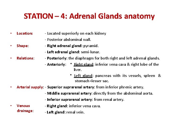 STATION – 4: Adrenal Glands anatomy • • • - Located superiorly on each