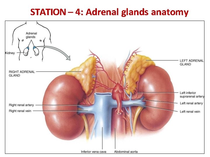 STATION – 4: Adrenal glands anatomy 