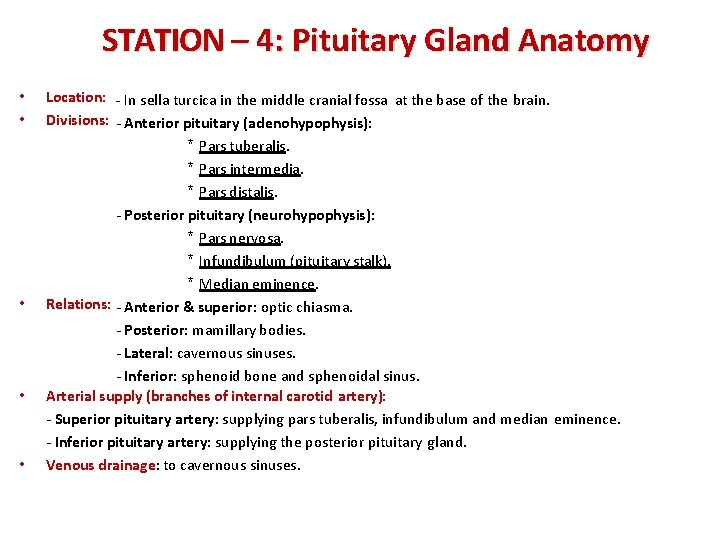 STATION – 4: Pituitary Gland Anatomy • • • Location: - In sella turcica