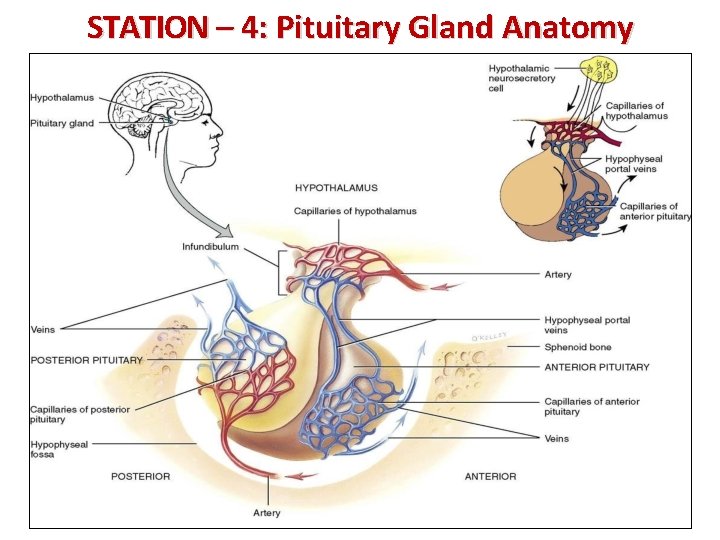 STATION – 4: Pituitary Gland Anatomy 