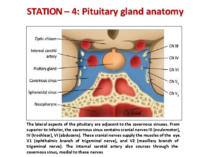STATION – 4: Pituitary gland anatomy The lateral aspects of the pituitary are adjacent