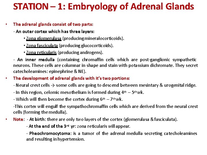 STATION – 1: Embryology of Adrenal Glands • • • The adrenal glands consist