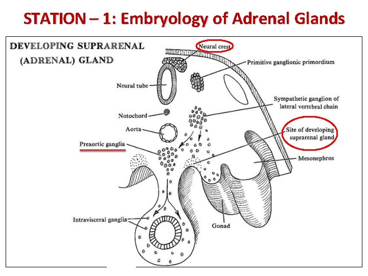 STATION – 1: Embryology of Adrenal Glands 
