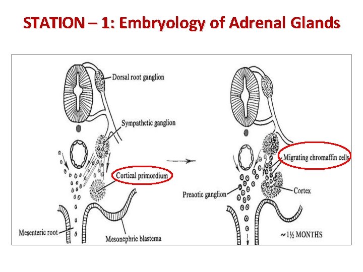 STATION – 1: Embryology of Adrenal Glands 