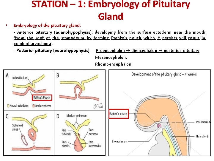  • STATION – 1: Embryology of Pituitary Gland Embryology of the pituitary gland: