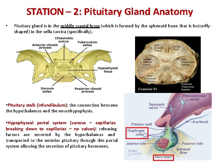 STATION – 2: Pituitary Gland Anatomy • Pituitary gland is in the middle cranial