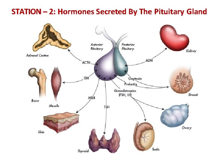 STATION – 2: Hormones Secreted By The Pituitary Gland 