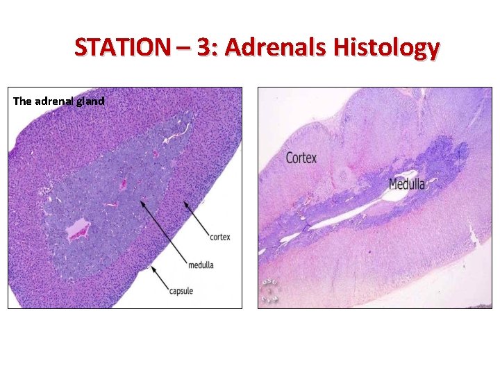 STATION – 3: Adrenals Histology The adrenal gland 