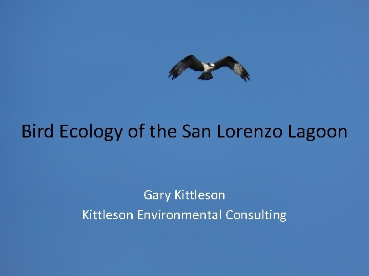 Bird Ecology of the San Lorenzo Lagoon Gary Kittleson Environmental Consulting 