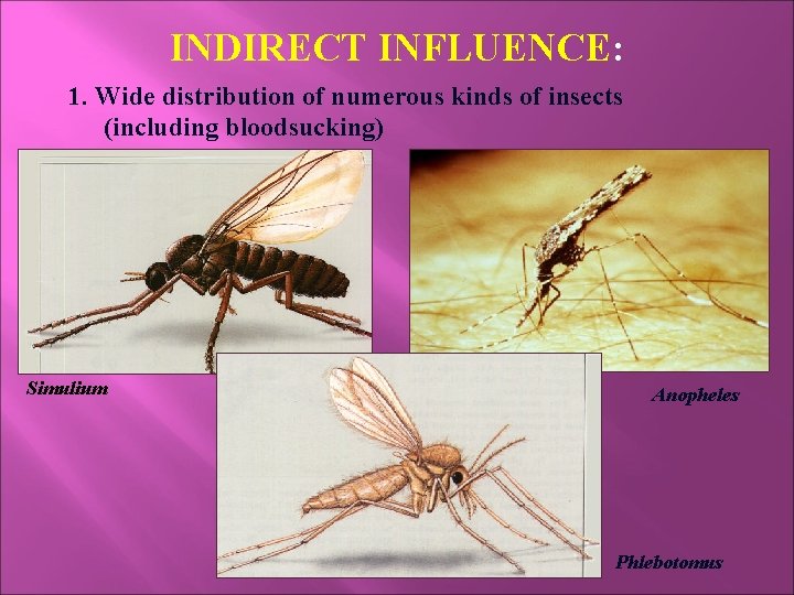 INDIRECT INFLUENCE: 1. Wide distribution of numerous kinds of insects (including bloodsucking) Simulium Anopheles