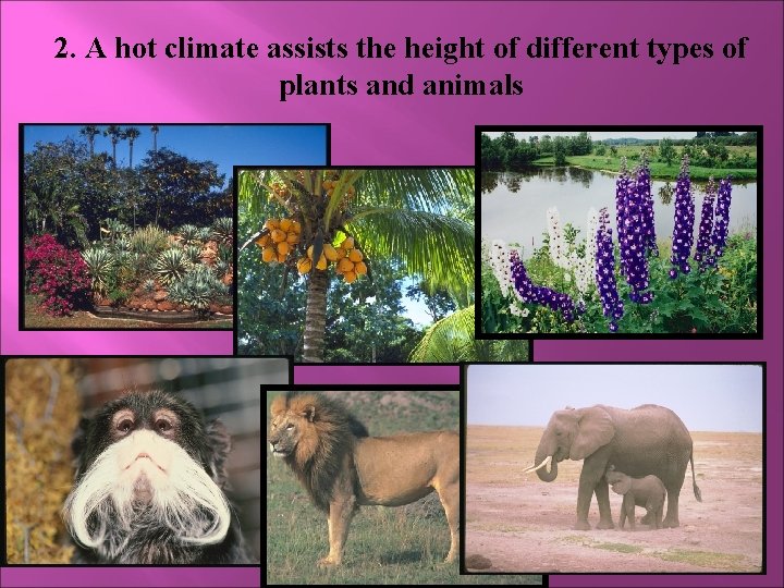 2. A hot climate assists the height of different types of plants and animals
