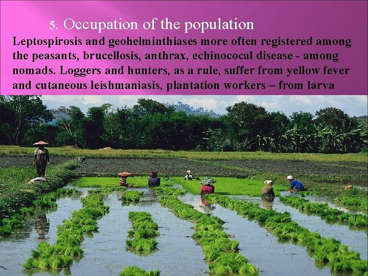 5. Occupation of the population Leptospirosis and geohelminthiases more often registered among the peasants,