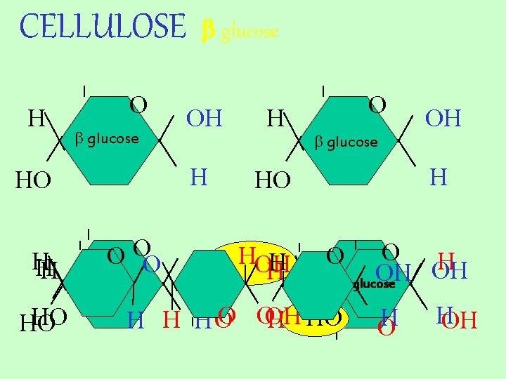 CELLULOSE H O b glucose HO HO O OO b glucose OH H H